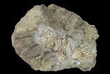 Three Fossil Crinoids (Eretmocrinus tentor) - Gilmore City, Iowa #148688-1